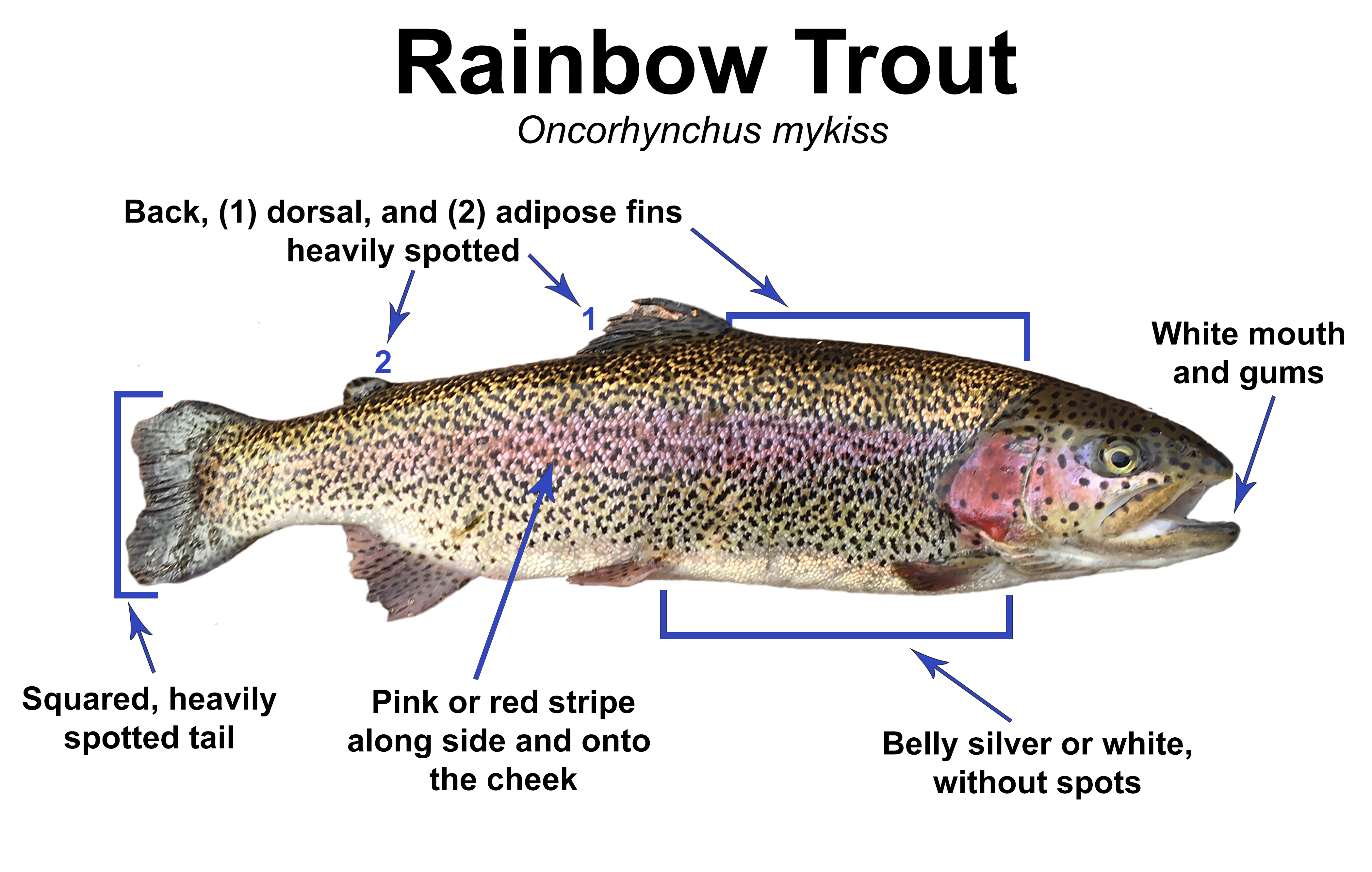 Trout Smart Series: Rainbow Trout – Fly of the Month Club - Wambolt